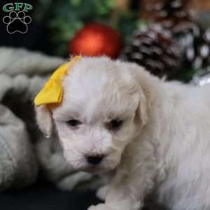 Tiny-Noelle, Bichon Frise Puppy